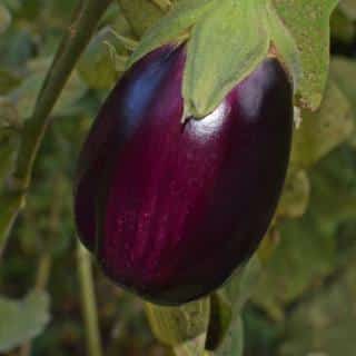 Ripe eggplant has thin, shiny skin