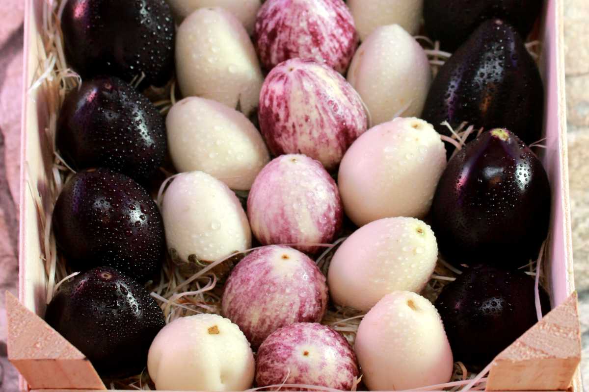 Different eggplant varieties in a crate