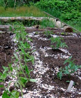 Eggshells crushed and mulched under vegetables