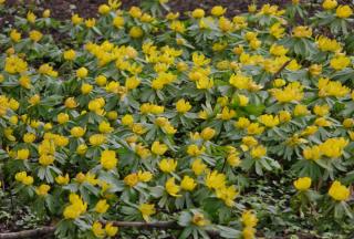 Different uses for eranthis include flowered winter ground cover and flower bed