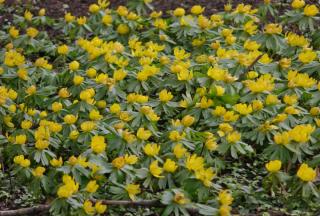Different uses for eranthis include flowered winter ground cover and flower bed