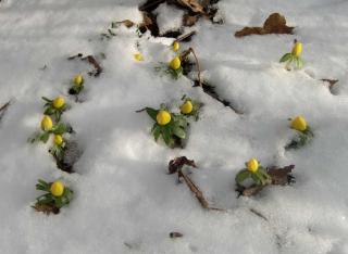 Even when it snows, winter aconite will bloom