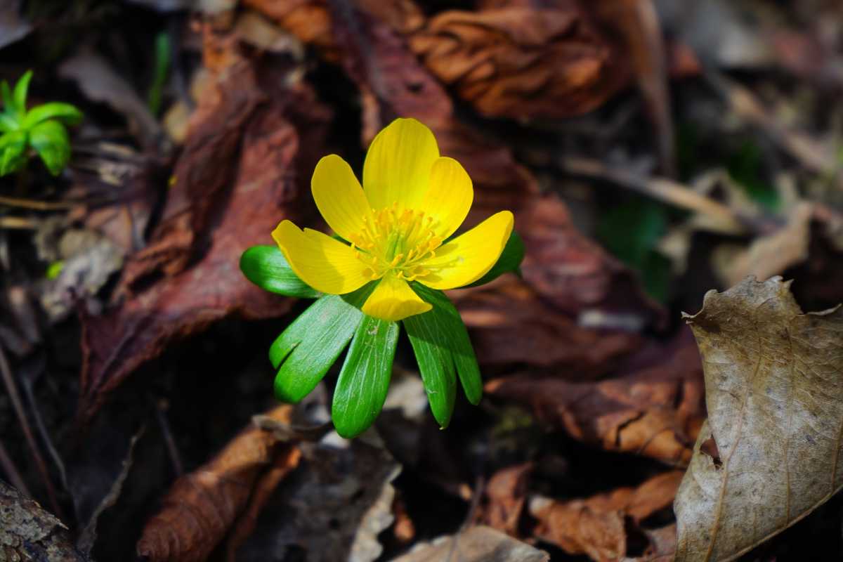 Winter aconite, eranthis hyemalis