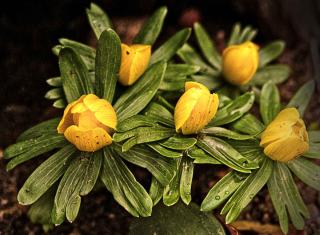 Eranthis, or winter hellebore, blooms in January, a true winter flower