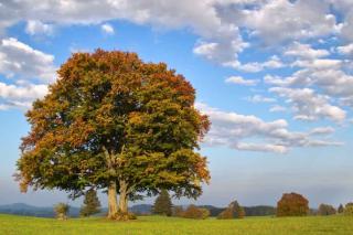 Fagus sylvatica tree description