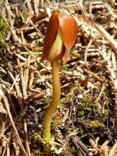 Fagus sylvatica seed sprouting