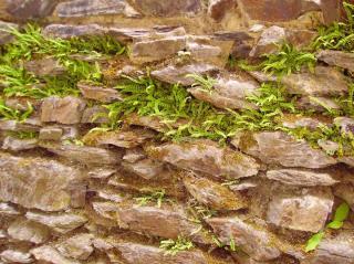 Ferns on a stone wall appearing in crevices