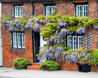 Wisteria climbing along a brick wall