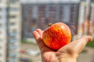 Grow fruit trees in tiny gardens, balcony and deck