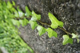 Ivy latching on to bare rock