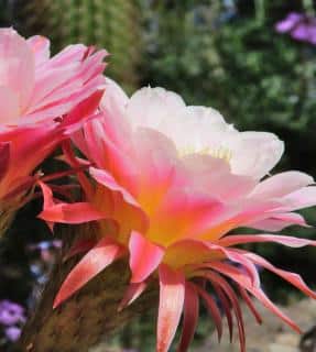 How to get flowers on a cactus