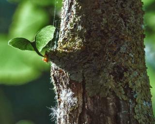 Ginkgo tree care basically boils down to pruning if damaged