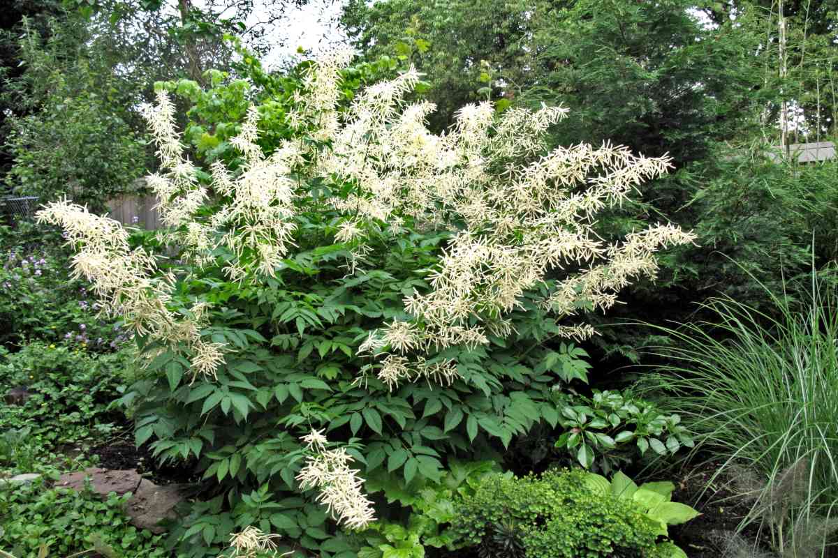 Large goat's beard shrub, Aruncus dioicus