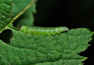 Diseases are rare, pests even more so