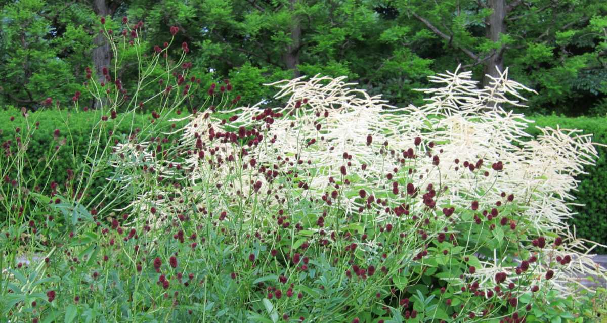 Landscaping with goat's beard as a backdrop