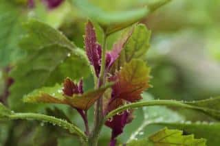 Goosefoot leaves, young ones are purple