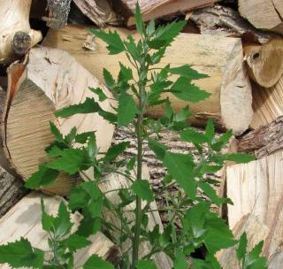With proper care, goosefoot can grow quite tall