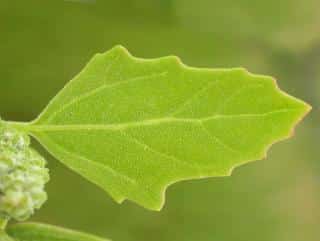 Different varieties of goosefoot include Good King Henry