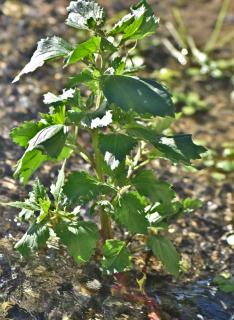Watering is important: soil must stay consistently moist for goosefoot