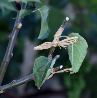 New pollen-bearing variety grafted on the target tree