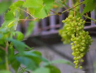 Grapevine trained in a small space to fit on a deck, terrace or small garden