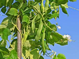 Growing beans