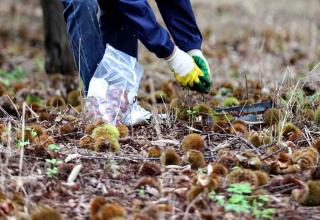 Harvest your chestnuts with good shoes and gloves