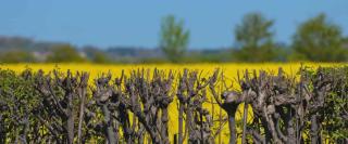 Hedges slow wind that carries pollen