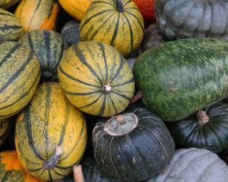 Squash vegetables that reach back to ancient lineage
