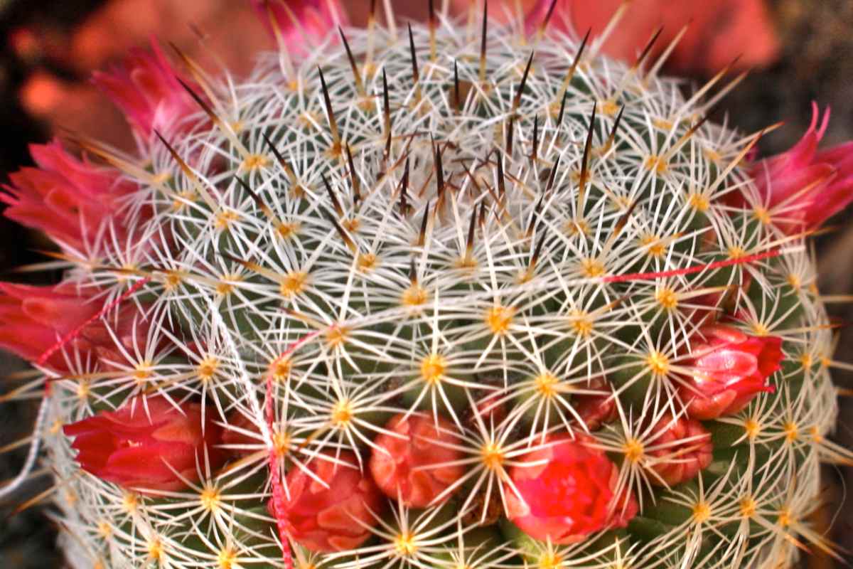How to make a cactus bloom, here a ring of flowers