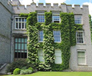 Hydrangea petiolaris, or climbing hydrangea, covering the wall of a castle