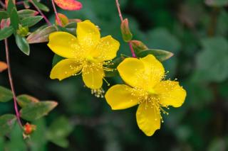 Hypericum is a genus of wonderful yellow-flowered shrubs