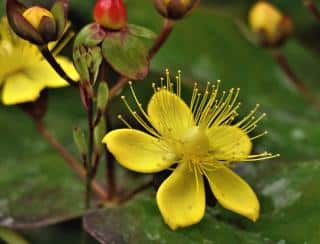 Hypericum androsaemum is a popular shrub for its berries