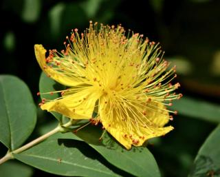 Hypericum calycinum has much larger tufts of stamens