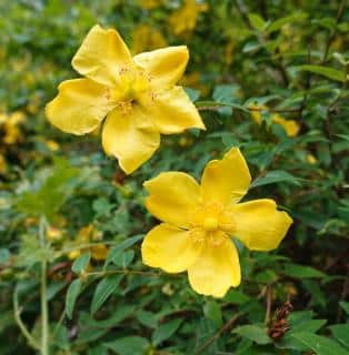 The Hidcote hypericum is a culticvar bred in England