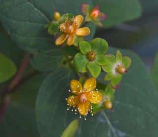 Hypericum inodorum has much smaller flowers