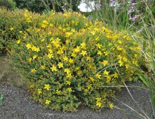 Landscaping with hypericum brings balls of color