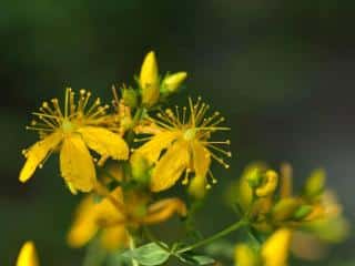 Description of hypericum plants and genus