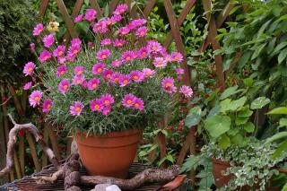 Ideas to decorate a terrace with container plants in pots
