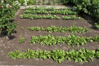 Plant crops at a distance when there's a risk of cross pollination