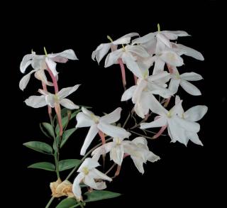 White and pink-flowered indian jasmine variety