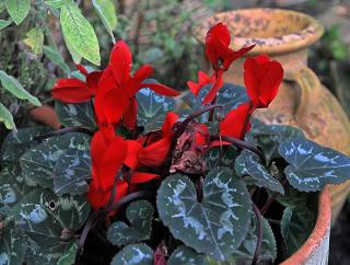 Winter care for an indoor cyclamen include giving it access to cooler air