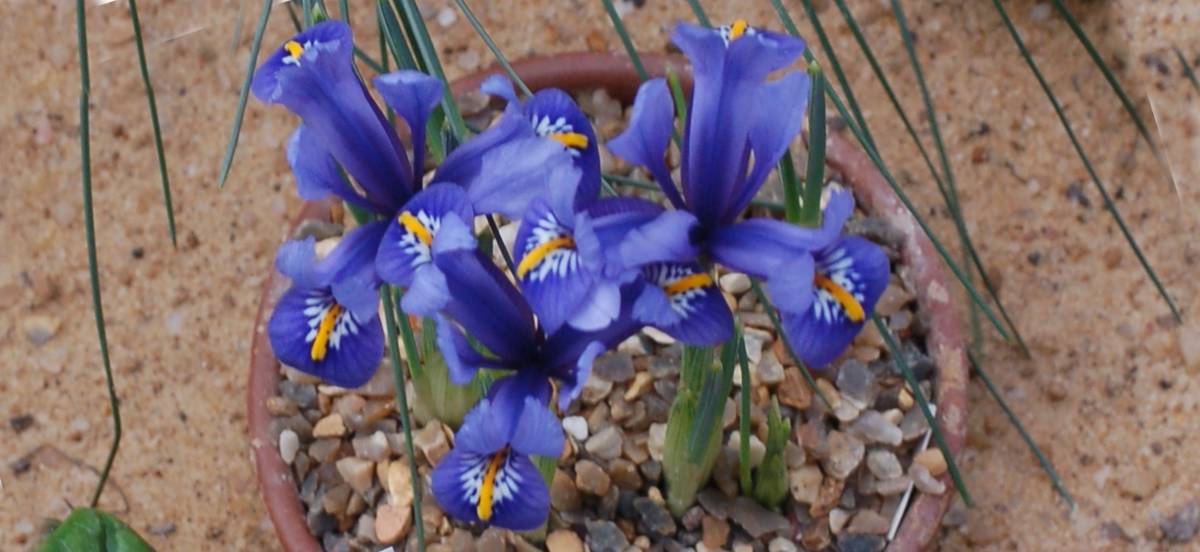 In pots, iris reticulata does particularly well. It need nearly only gravel