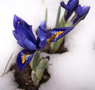 Planting iris reticulata sometimes happens on cold days. That's ok