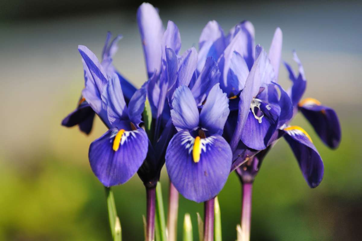 Beautiful cluster of iris reticulata flowers, the dwarf iris