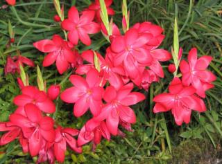 Caring for schizostylis