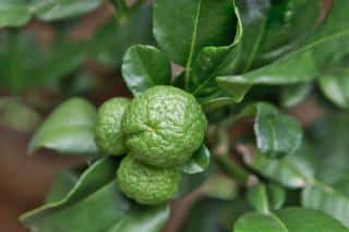 Planting kaffir lime