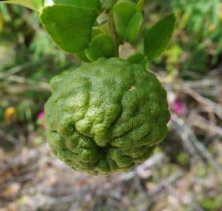 Caring for kaffir lime helps get tasty fruits