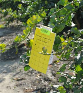 Trap to catch kaffir lime pests