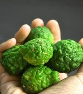 Harvest of a few kaffir limes